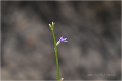 Lindernia hyssopoides
